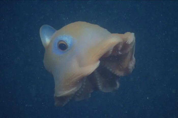 Flapjack Octopus