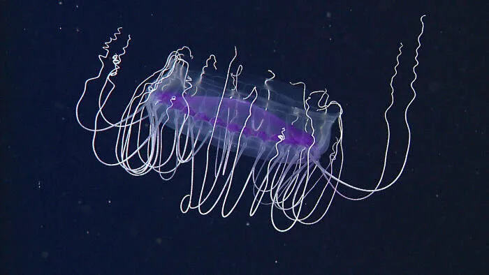 Dinner Plate Jelly