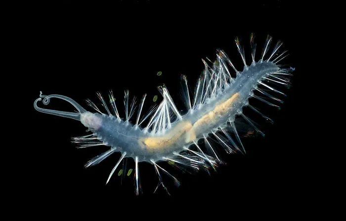 Bomber Worm