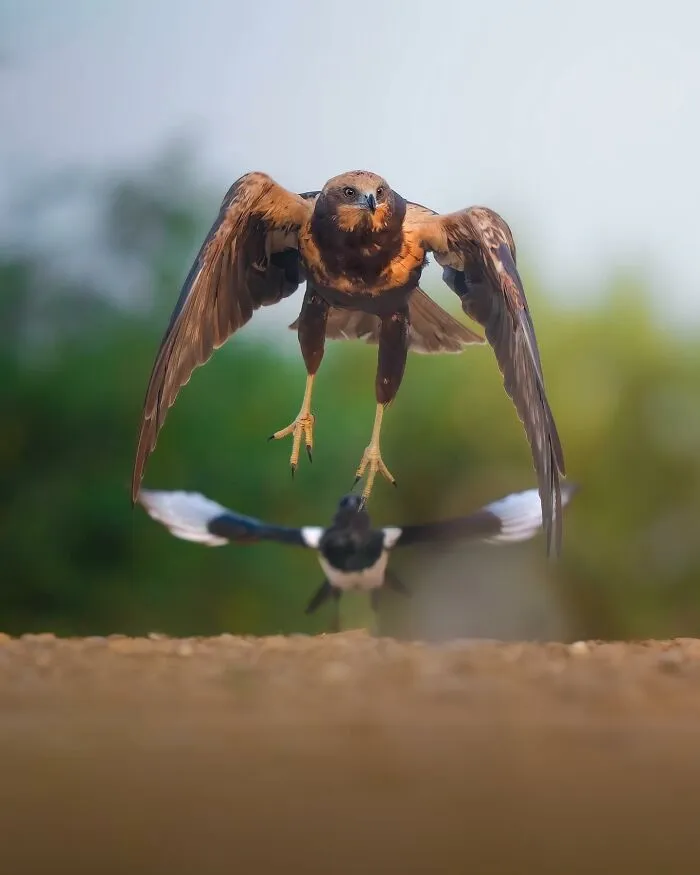 58 Powerful Wildlife Photos That Capture Nature’s Beauty, Drama, And Fragility