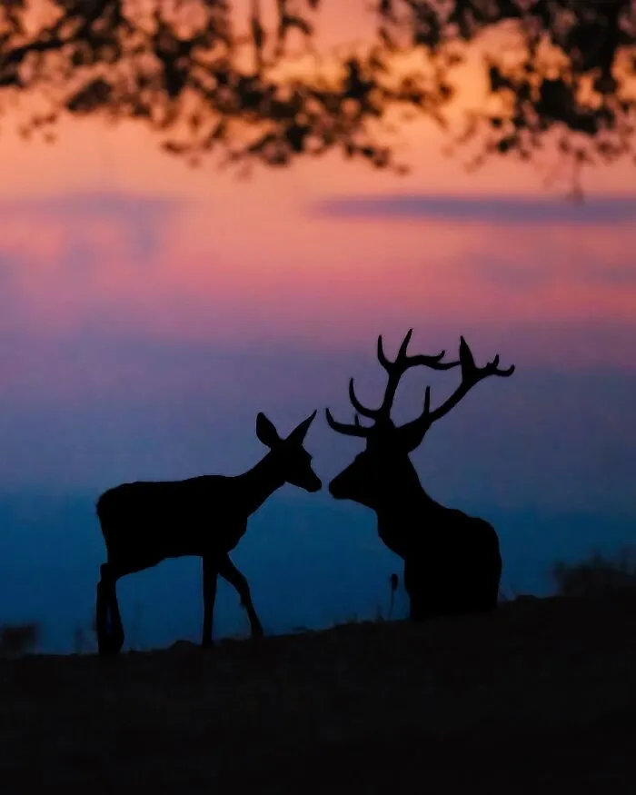 58 Powerful Wildlife Photos That Capture Nature’s Beauty, Drama, And Fragility