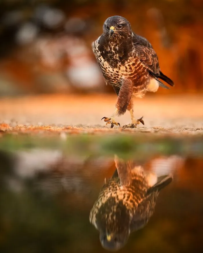 58 Powerful Wildlife Photos That Capture Nature’s Beauty, Drama, And Fragility