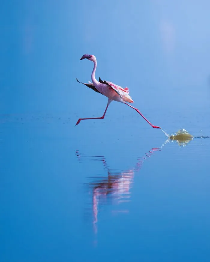58 Powerful Wildlife Photos That Capture Nature’s Beauty, Drama, And Fragility