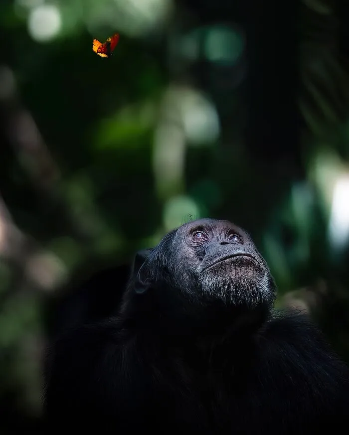 58 Powerful Wildlife Photos That Capture Nature’s Beauty, Drama, And Fragility