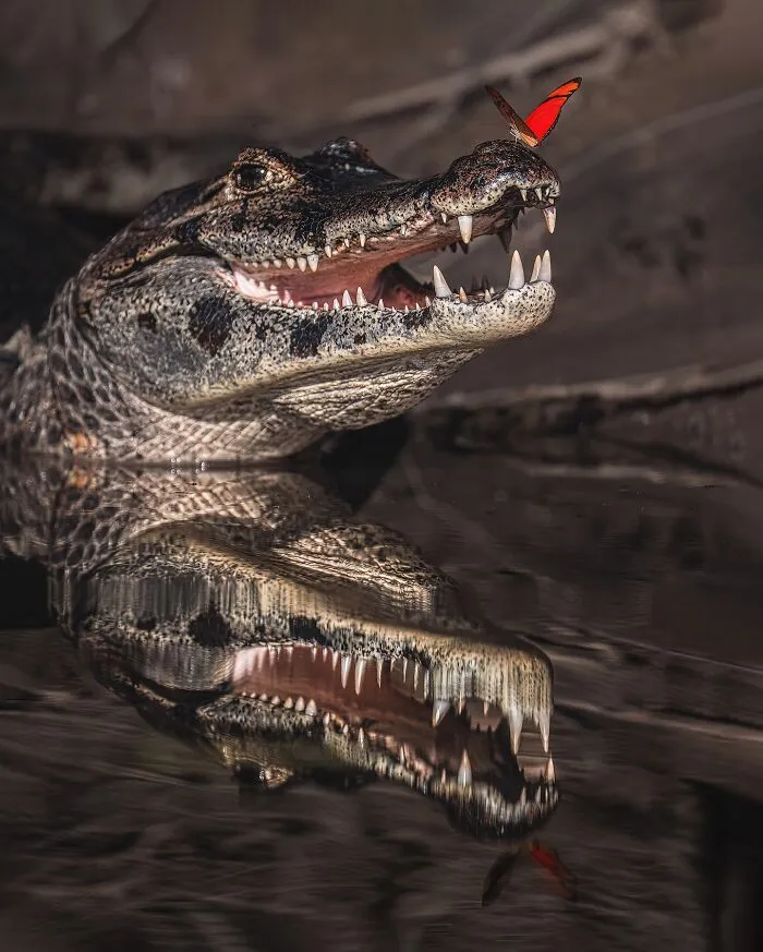 58 Powerful Wildlife Photos That Capture Nature’s Beauty, Drama, And Fragility