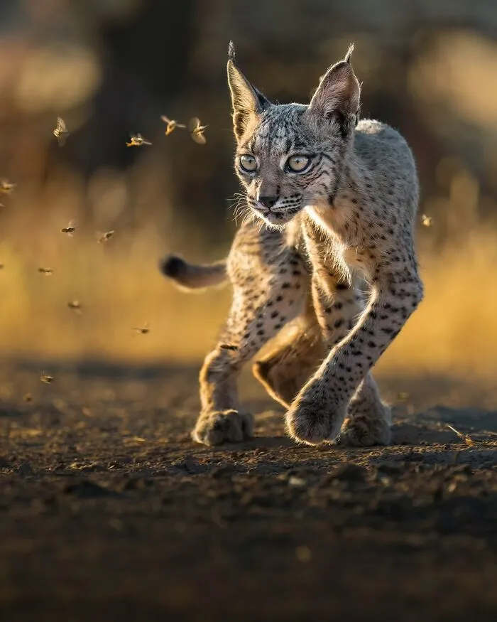 58 Powerful Wildlife Photos That Capture Nature’s Beauty, Drama, And Fragility