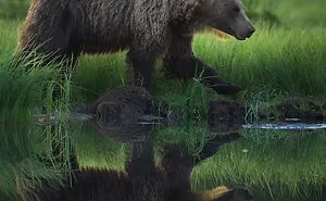 58 Powerful Wildlife Photos That Capture Nature’s Beauty, Drama, And Fragility