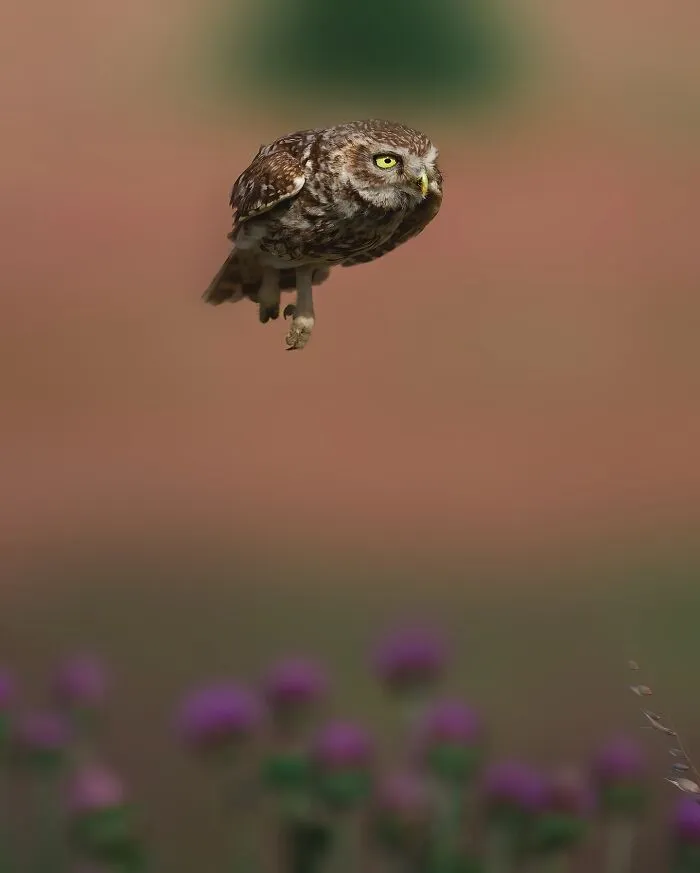 Stunning Wildlife Photography By Alexandra That Brings Us Closer To Nature (40 Pics)-Interview