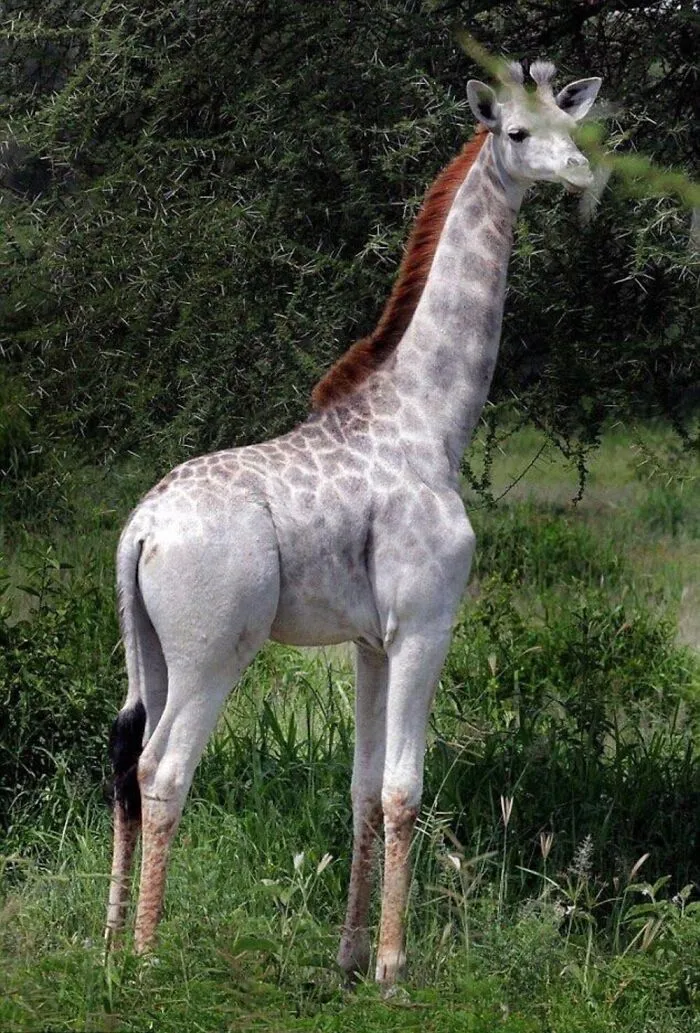 40 Times Nature "Ran Out Of Ink" And Created These Breathtakingly Beautiful Albino Animals