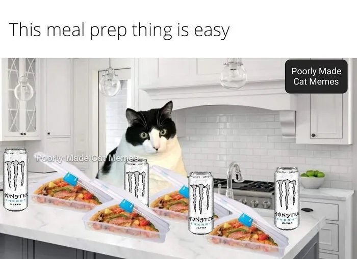 If You Love Chaotic Cat Humor, These 51 Poorly Made Cat Memes Might Be For You