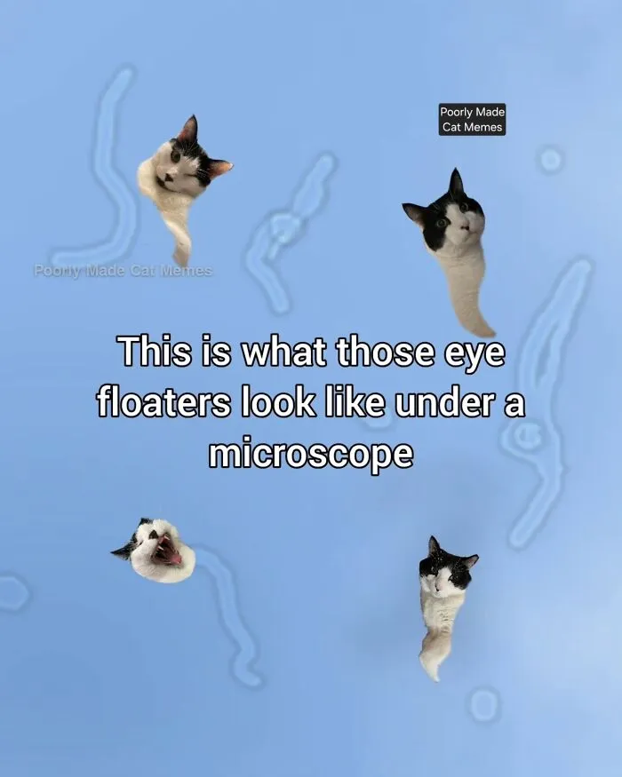 If You Love Chaotic Cat Humor, These 51 Poorly Made Cat Memes Might Be For You