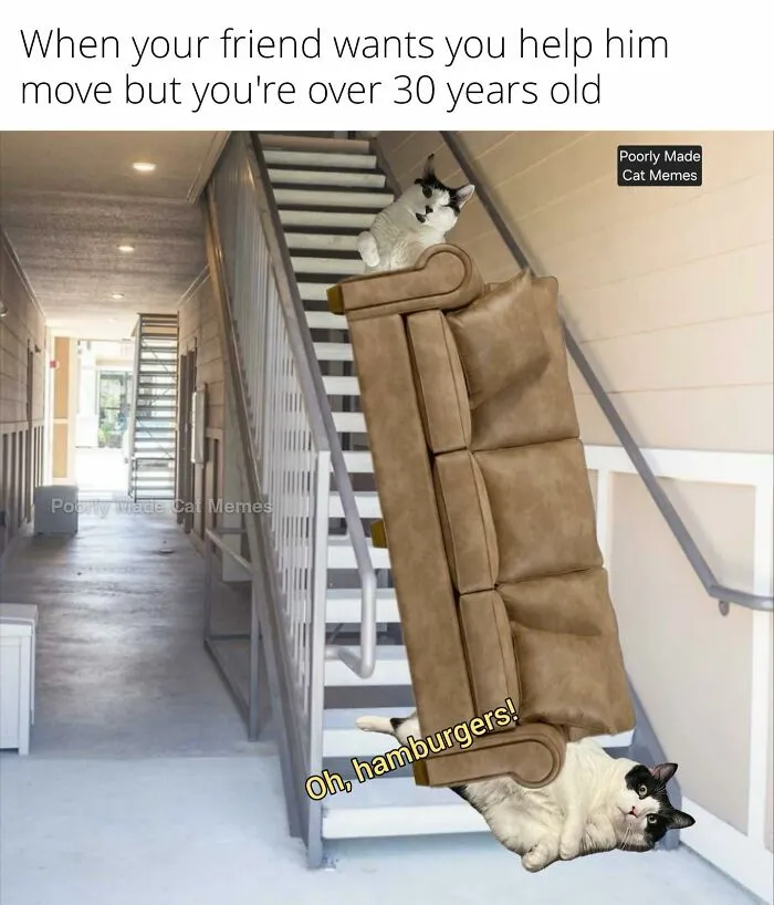 If You Love Chaotic Cat Humor, These 51 Poorly Made Cat Memes Might Be For You