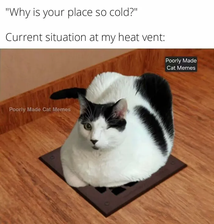 If You Love Chaotic Cat Humor, These 51 Poorly Made Cat Memes Might Be For You