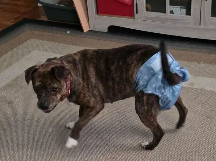 Brindle rescue dog wearing a blue diaper indoors, showing transformation after finding a forever home.
