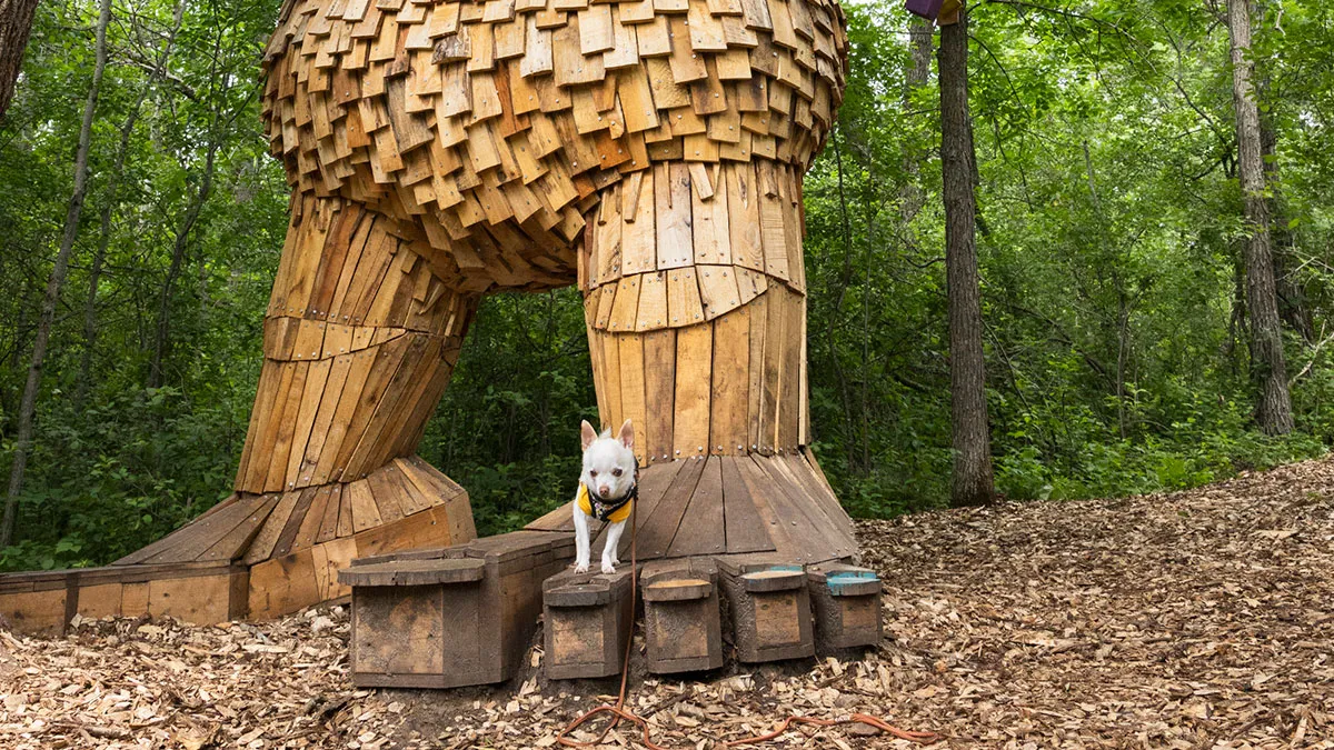 24 Captures Showing How Determined My Tiny Chihuahua Was To Find Minnesota’s Trolls