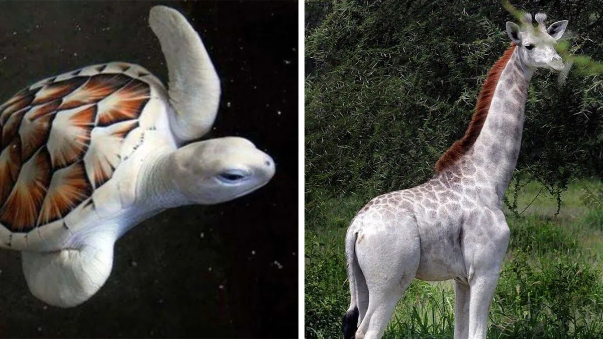 40 Times Nature "Ran Out Of Ink" And Created These Breathtakingly Beautiful Albino Animals