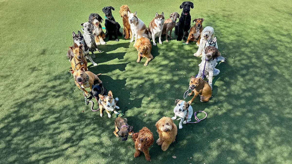 This Dog Daycare Has Mastered Getting Dozens Of Dogs To Pose Together, And Here Are 31 Of Their New Group Photos