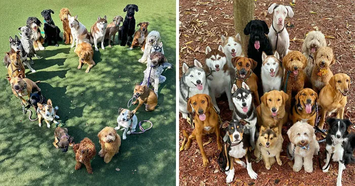 This Dog Daycare Has Mastered Getting Dozens Of Dogs To Pose Together, And Here Are 31 Of Their New Group Photos