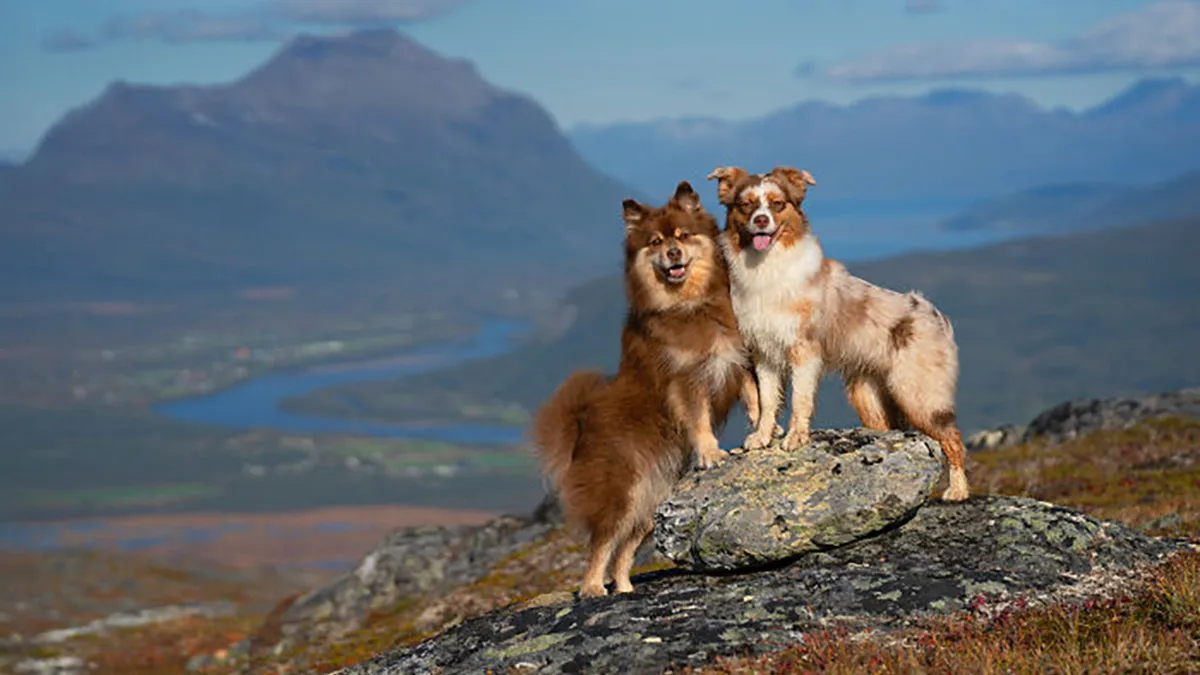 I Went Above The Arctic Circle To Photograph Dogs, Here Are 24 Moments I Captured