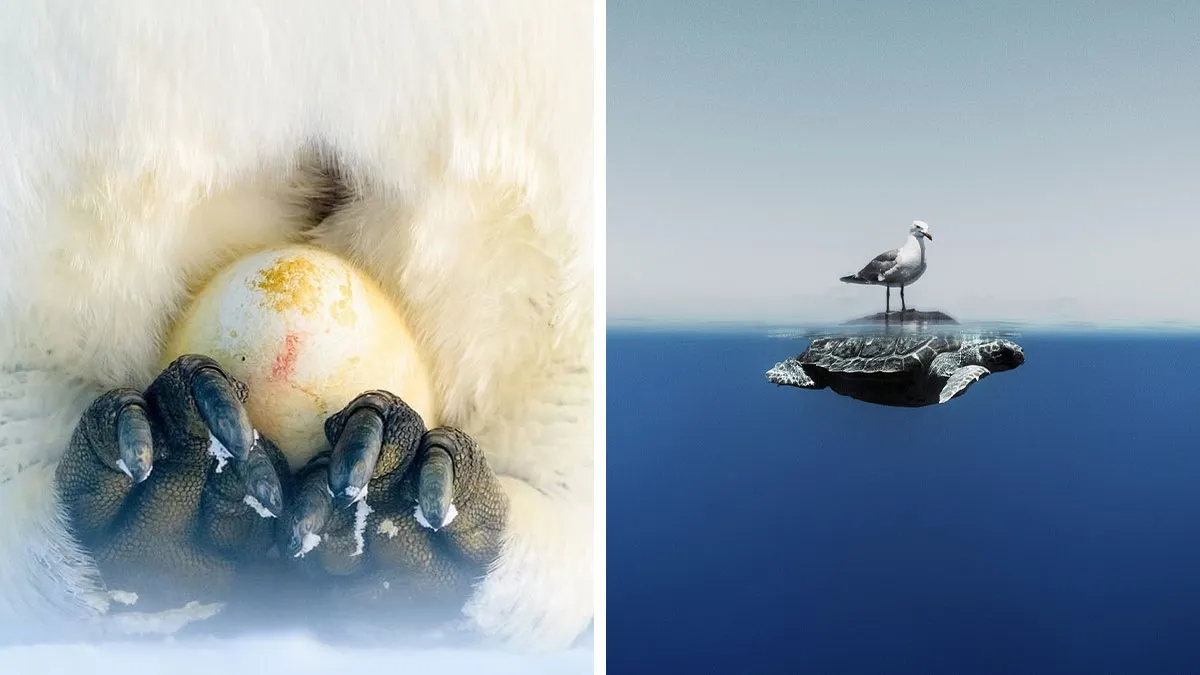 51 Breathtaking Best Picks From ‘The Ocean Photographer Of The Year’ Awards