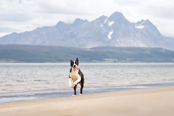 I Went Above The Arctic Circle To Photograph Dogs, Here Are 24 Moments I Captured