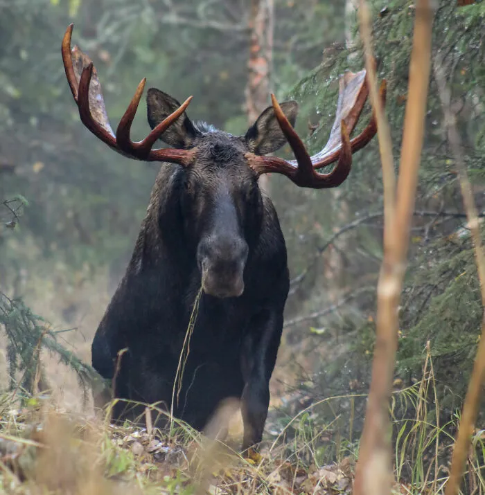 “Footsteps Outside My Tent”: 43 Terrifying Experiences People Have Had In The Woods