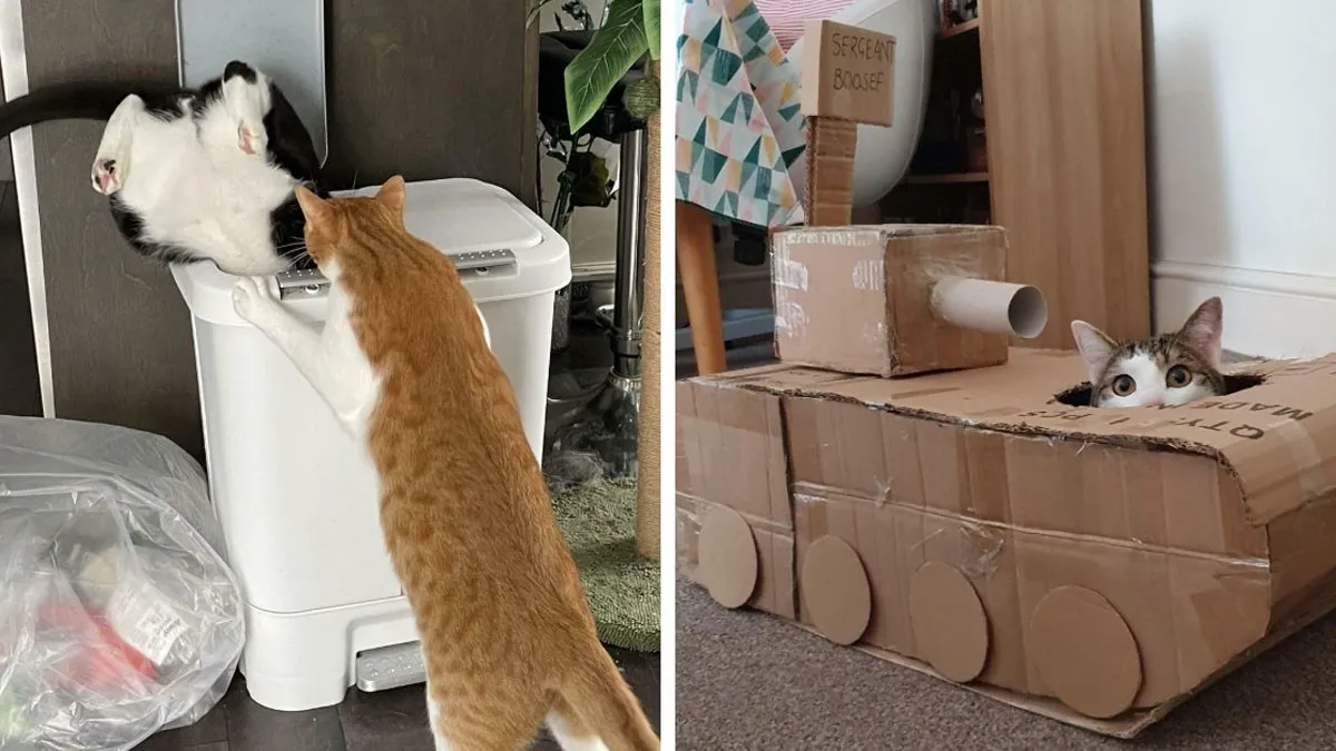 53 Times Cats Decided To Sit In Random Things, And Their Owners Just Had To Snap A Pic