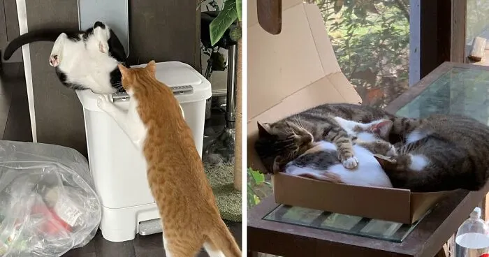 53 Times Cats Decided To Sit In Random Things, And Their Owners Just Had To Snap A Pic