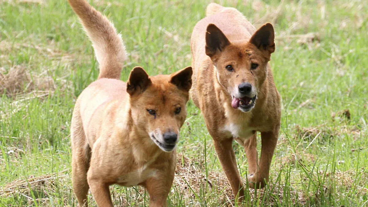 Coroner Releases Cause Of Passing For Backpacker Whose Body Was Found Surrounded By Dingoes