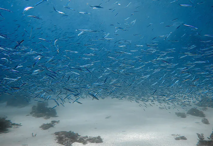 37 Terrifying Facts That Might Make You Afraid Of The Ocean