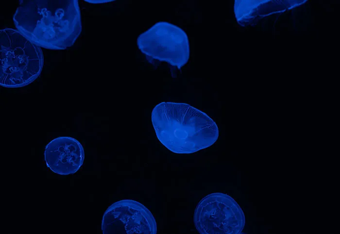37 Terrifying Facts That Might Make You Afraid Of The Ocean
