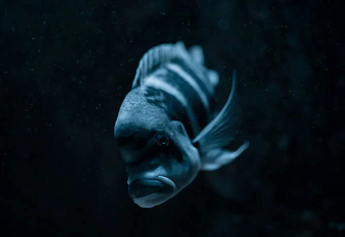 37 Terrifying Facts That Might Make You Afraid Of The Ocean