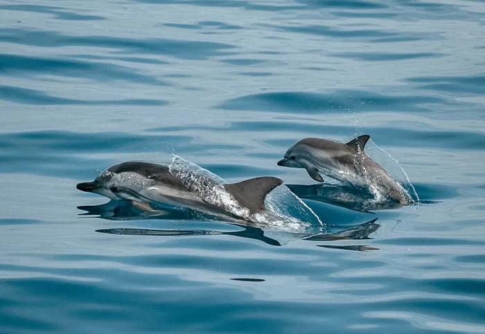37 Terrifying Facts That Might Make You Afraid Of The Ocean