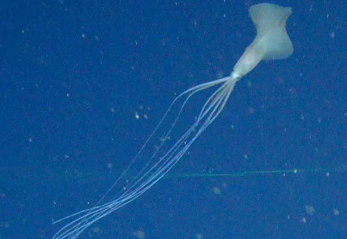 37 Terrifying Facts That Might Make You Afraid Of The Ocean