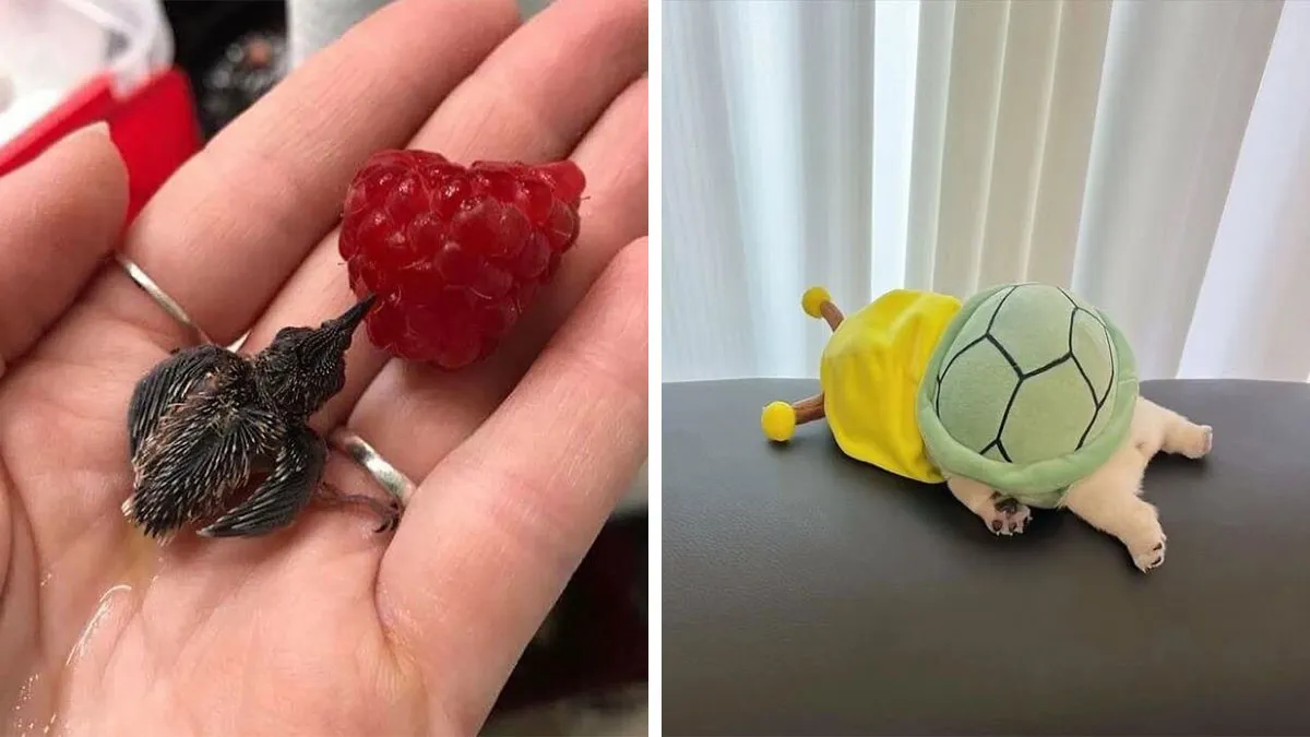 60 Of The Sweetest Tiny Animals Shared By The ‘Smol Posts’ Page