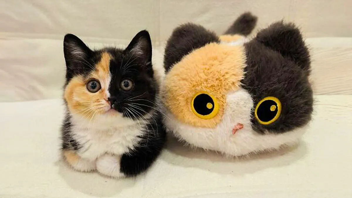 50 Hilarious And Adorable Cat Photos That Perfectly Capture Everyday Chaos, Shared By This Community (New Pics)