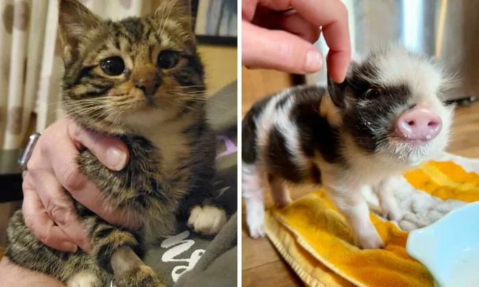 107 Wholesome And Heart-Melting Animal Moments To Make Your Day Brighter