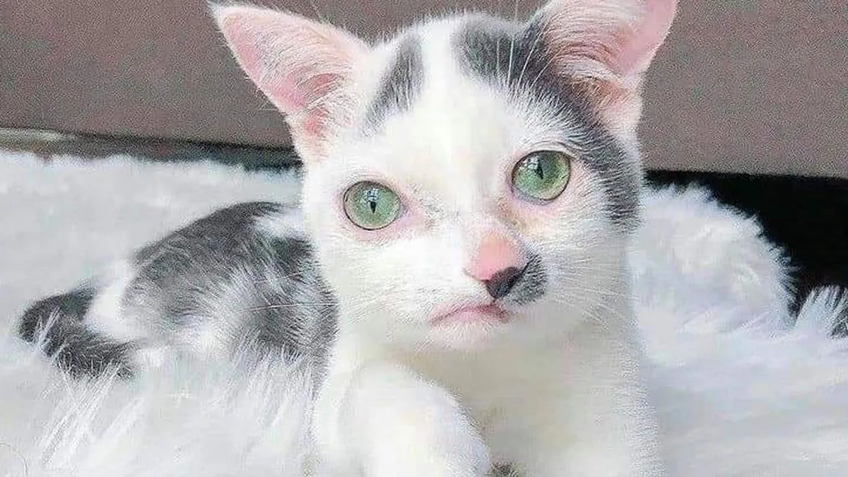 Here’s A Cute List Of 41 Pets Who Laughed In The Face Of Their Disabilities And Plodded On