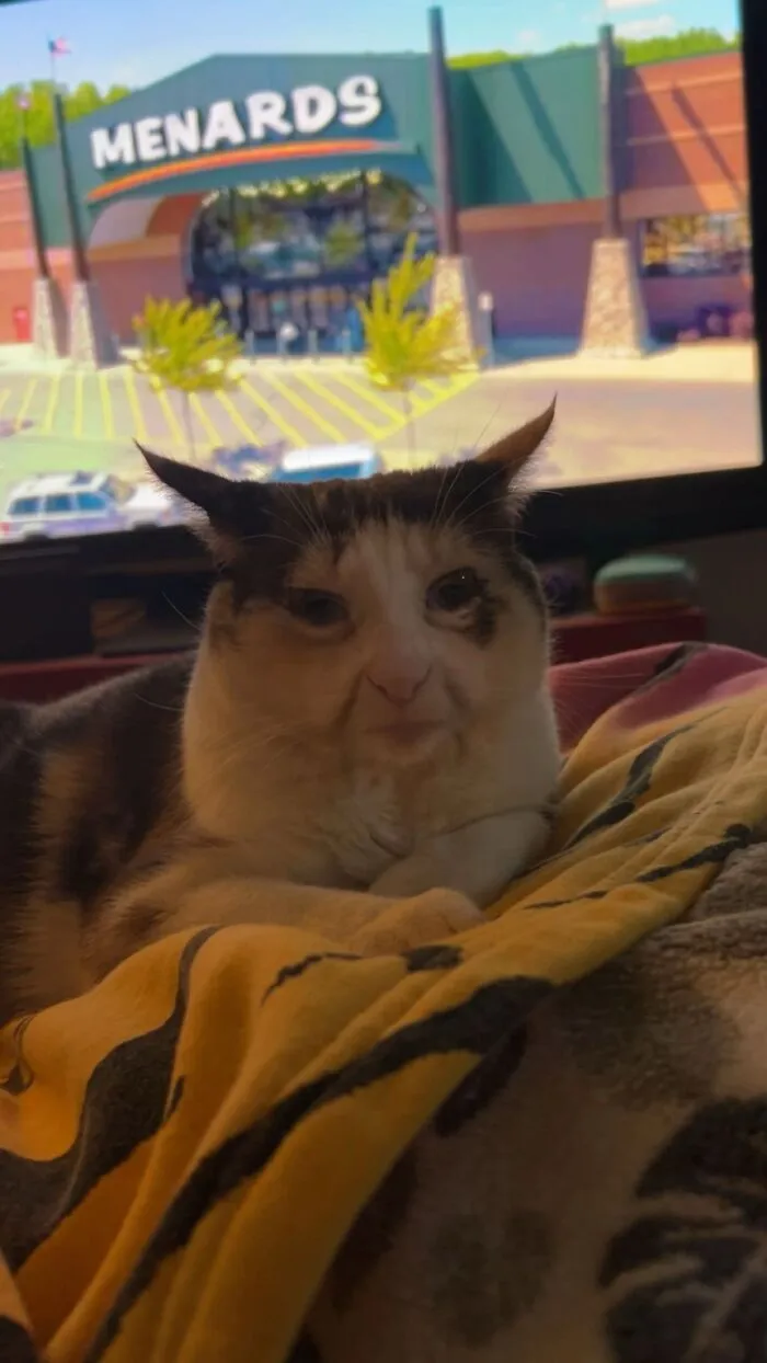 My Cat