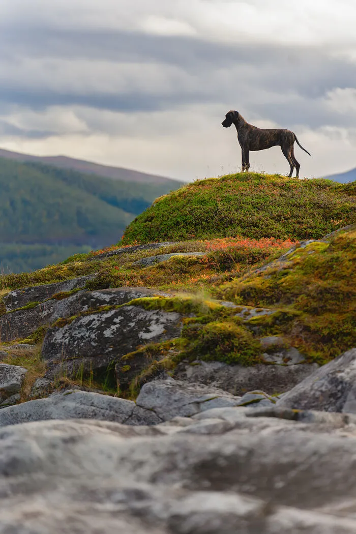 I Went Above The Arctic Circle To Photograph Dogs, Here Are 24 Moments I Captured