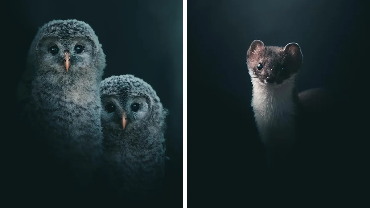 Magnus Berggren’s Moody Wildlife Close-Ups Make Birds And Animals Look Absolutely Mesmerizing (51 Pics)