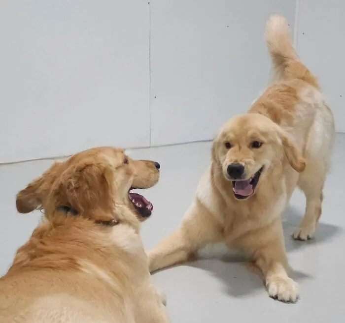 Two golden retriever dogs playing happily indoors capturing best daycare moments for dog owners to enjoy.