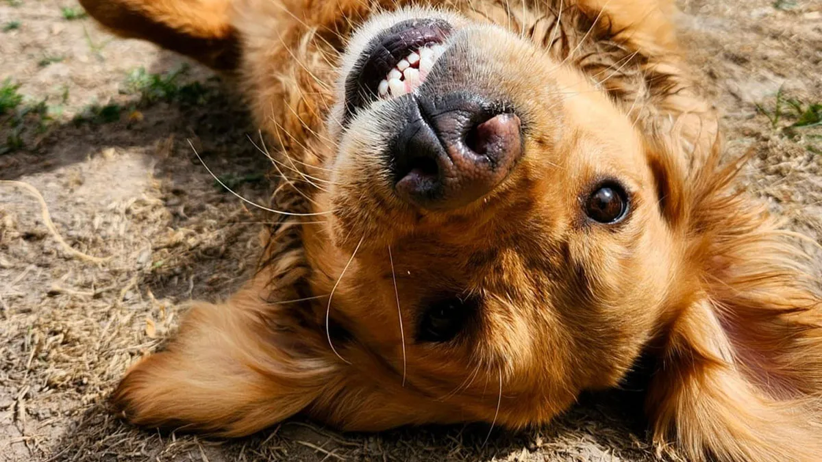 Dog Owners Are Sharing The Best Daycare Moments, And Here Are 51 That Stole The Show