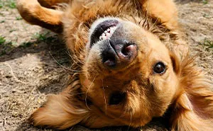 Dog Owners Are Sharing The Best Daycare Moments, And Here Are 51 That Stole The Show