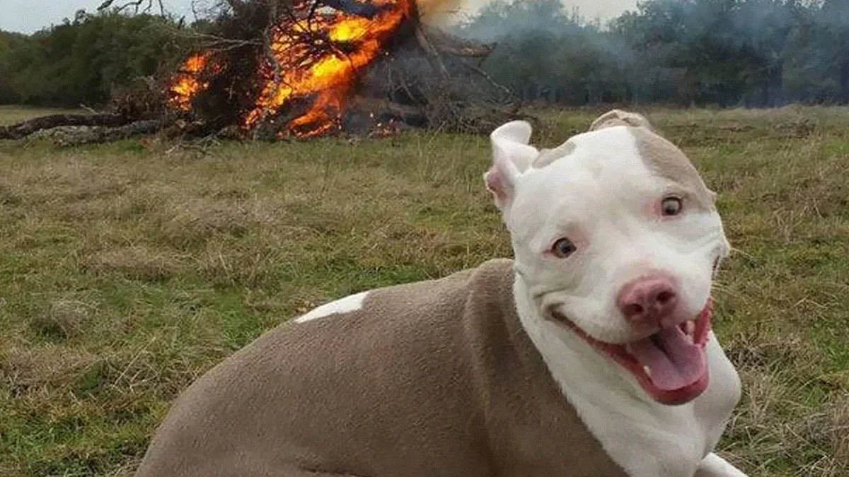 77 Funny And Relatable Memes To Scroll Through Instead Of Actually Dealing With Your Problems