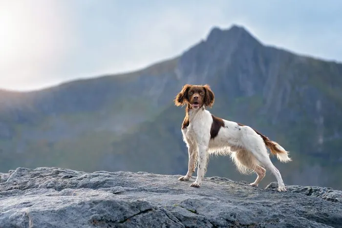 I Went Above The Arctic Circle To Photograph Dogs, Here Are 24 Moments I Captured