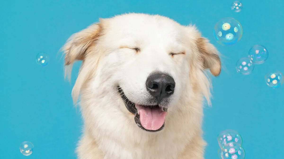 I Photographed Dogs Trying To Figure Out Bubbles And The Results Were Ridiculous (40 Pics)