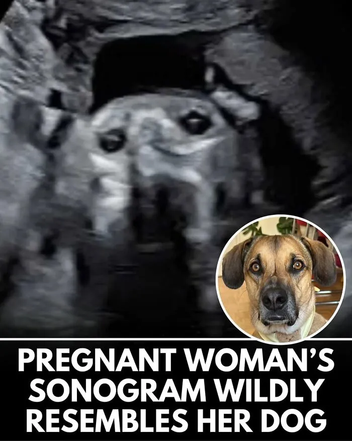 'We Rate Dogs' Shared 50 Stories That Are Funny, Emotional, And Absolutely Heartwarming