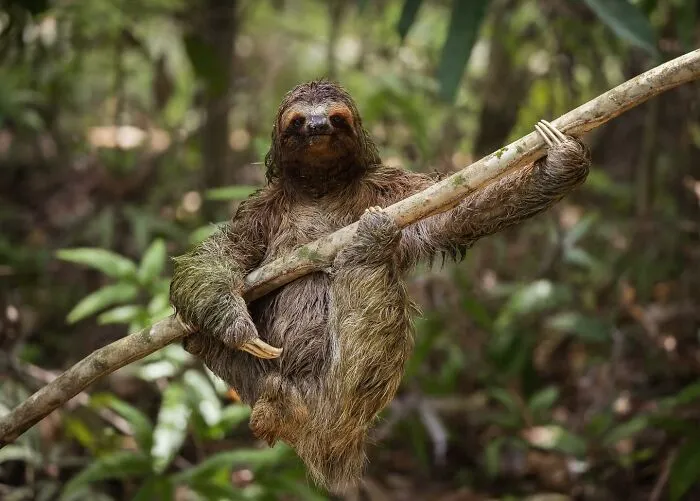 30 Fotos divertidas de fauna captadas en el momento justo