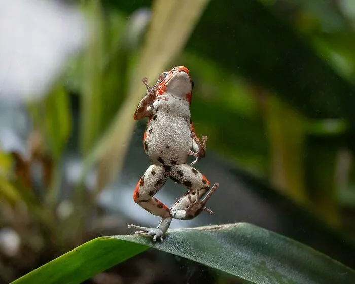 30 Fotos divertidas de fauna captadas en el momento justo